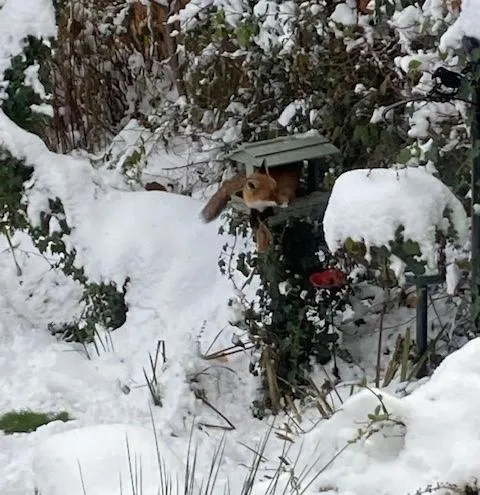 A fox perched on a wooden bird table in a snowy garden.